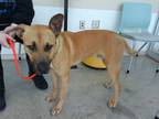 Adopt Charlie a Black Mouth Cur, Mixed Breed