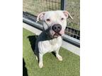 Adopt Beast a Pit Bull Terrier, Mixed Breed