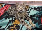 Adopt Smokey a Tabby