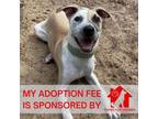 Adopt Ash a Mixed Breed