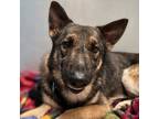 Adopt Percival a German Shepherd Dog, Mixed Breed