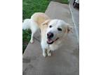 Adopt COCONUT a Great Pyrenees, Mixed Breed