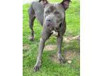 Adopt THOR a Pit Bull Terrier