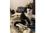 Adopt PENGU a Domestic Short Hair