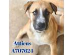 Adopt ATTICUS a Great Pyrenees