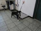 Adopt Demo a Basset Hound, Pit Bull Terrier