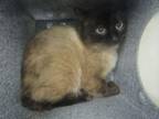 Adopt Issac a Siamese, Domestic Medium Hair