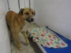 Adopt Austin a Labrador Retriever, Mixed Breed