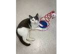 Adopt Pot Pie a Domestic Short Hair