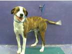 Adopt BRUNO a Labrador Retriever, Mixed Breed