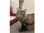 Adopt MING MING a Maine Coon, Domestic Short Hair