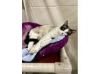 Adopt SHRIMP a Snowshoe