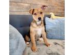 Adopt Hoagie a Mixed Breed