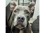 Adopt Superman a American Staffordshire Terrier