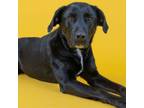 Adopt Yodi a Mixed Breed, Black Labrador Retriever