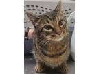 Adopt FLOUNDER a Domestic Short Hair