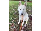 Adopt Ghost a Husky