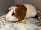 Adopt 2403-1235 Biggie a Guinea Pig