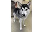 Adopt Balto a Siberian Husky, Mixed Breed