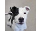Adopt Whiz a Pit Bull Terrier