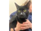 Adopt MAX a Domestic Short Hair