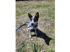 Adopt Josey a Cattle Dog