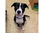 Adopt Bobby a Pit Bull Terrier