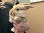Adopt KEVIN a Flemish Giant