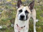 Adopt CARTEL a Australian Cattle Dog / Blue Heeler, Mixed Breed