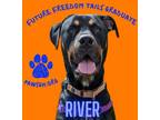 Adopt River a Rottweiler