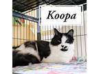 Adopt Koopa a Domestic Medium Hair