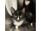 Adopt Velvet a Domestic Medium Hair