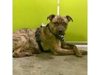 Adopt Tank a Pit Bull Terrier, Boxer