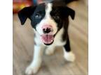 Adopt Keaton a Border Collie, Mixed Breed