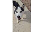 Adopt Apollo a Siberian Husky