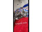 Adopt Leopold a Domestic Short Hair