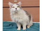 Adopt MAURICE a Domestic Long Hair