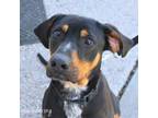 Adopt Wade a Coonhound