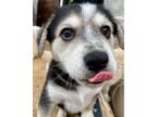 Adopt Blax a Australian Shepherd, Great Pyrenees