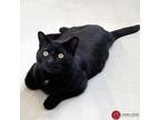 Adopt Viper a American Shorthair