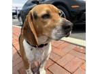Adopt Monroe - Costa Mesa Location a Beagle, Basset Hound