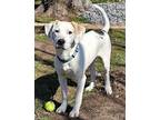 Adopt Puddy a Boxer