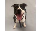 Adopt Emmerson a Pit Bull Terrier