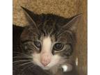 Adopt Dwight a Domestic Short Hair