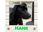 Adopt Hank a Labrador Retriever