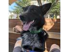 Adopt Sirius a Australian Shepherd, Mixed Breed