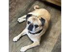 Adopt Eeyore a Pug