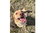 Adopt Max a Yellow Labrador Retriever