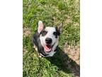 Adopt Fred a Australian Shepherd, Australian Cattle Dog / Blue Heeler