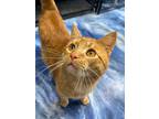 Adopt Purrlando Bloom a Tabby